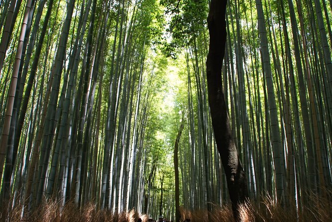 Kyoto: Arashiyama Bamboo Forest, Monkeys, Matcha & Temple Tour - Matcha, including a welcome pause