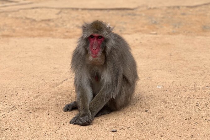 Kyoto: Arashiyama Bamboo Forest, Monkeys, Matcha & Temple Tour - Togetsukyo Bridge and the open river view