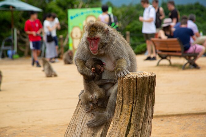 Kyoto: Arashiyama Bamboo, Temple, Matcha, Monkeys & secret spots - A peaceful pause at Okochi Sanso Garden
