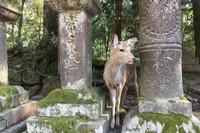 Kyoto & Nara Private customized tour with English speaking Guide - Arashiyama Bamboo Grove and Tenryū-ji