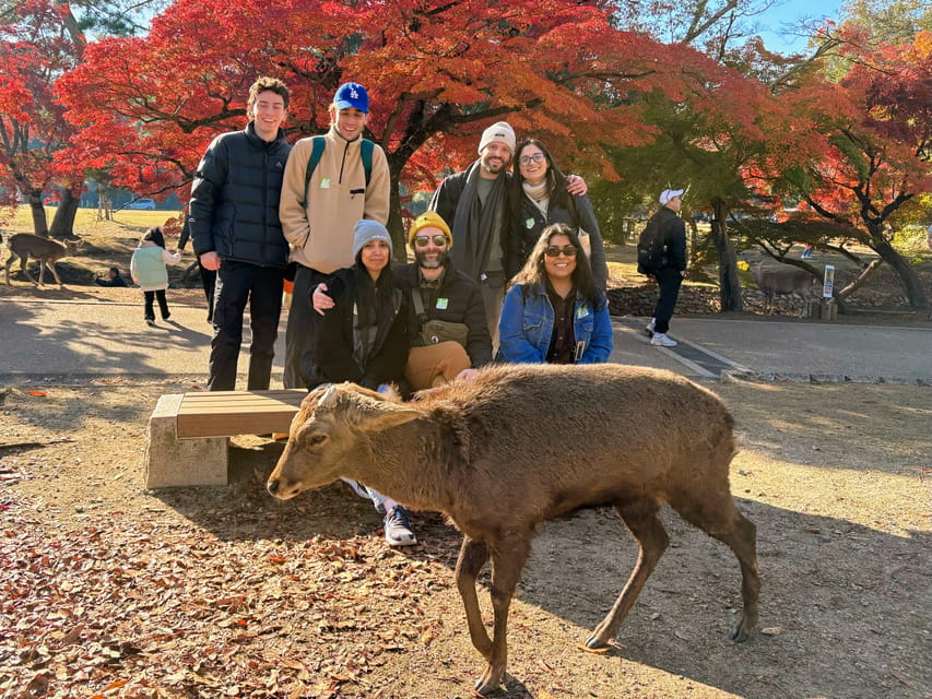 Kyoto: Nara & Traditional Matcha Experience Bus Tour - Key points to know before booking