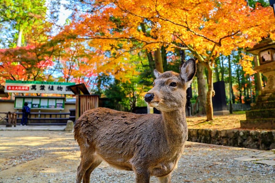 Kyoto: Nara & Traditional Matcha Experience Bus Tour - Starting near Kyoto Station at 8:00 AM