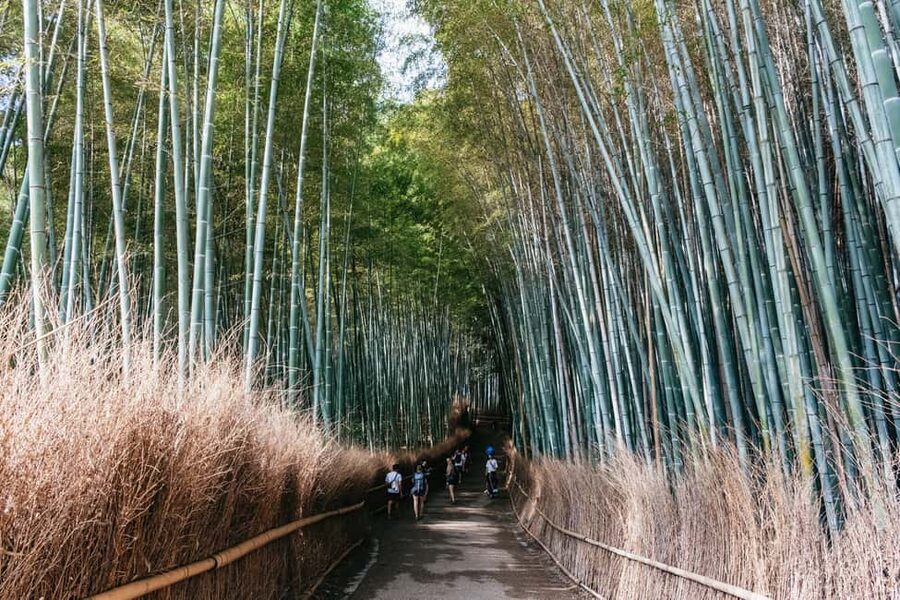Kyoto: Nijo Castle, Kiyomizu & Fushimi Inari Guided Tour - What to bring for Kyoto’s long walking day