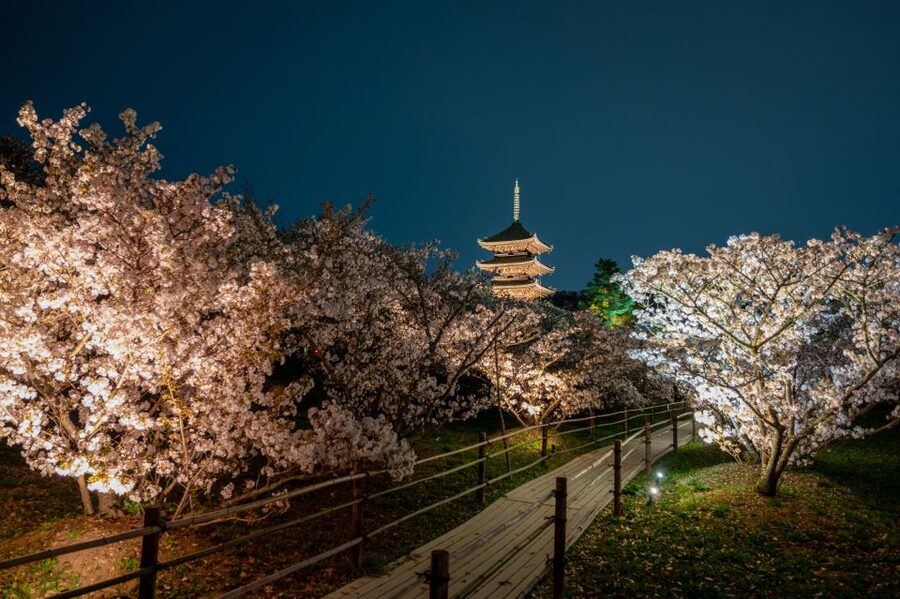 Kyoto: Ninnaji Temple Entry Ticket - Is the $5 ticket good value?