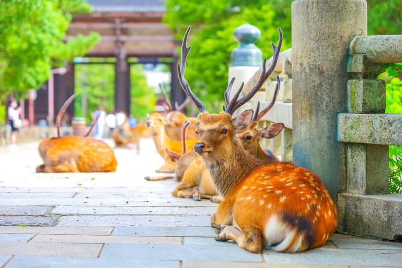Kyoto/Osaka: Kinkakuji, Bamboo Forest, and Nara Deer Park - Key points at a glance