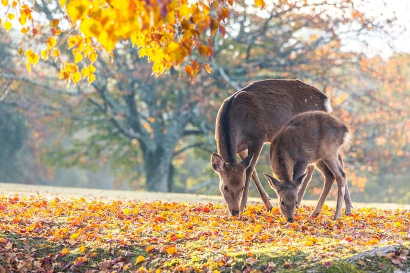 Kyoto/Osaka: Kinkakuji, Bamboo Forest, and Nara Deer Park - What this $69 day trip really covers