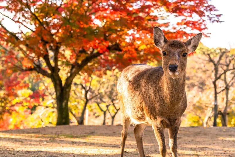 Kyoto/Osaka: Kinkakuji, Bamboo Forest, and Nara Deer Park - Starting early from Kyoto or Osaka