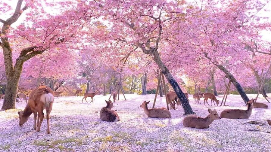 Kyoto/Osaka: Kyoto and Nara Customized Private Guided Tour - Kinkaku-ji and the gold-covered pavilion