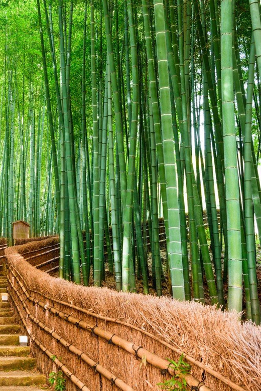 Kyoto/Osaka: Kyoto and Nara Customized Private Guided Tour - Fushimi Inari’s vermilion torii gates