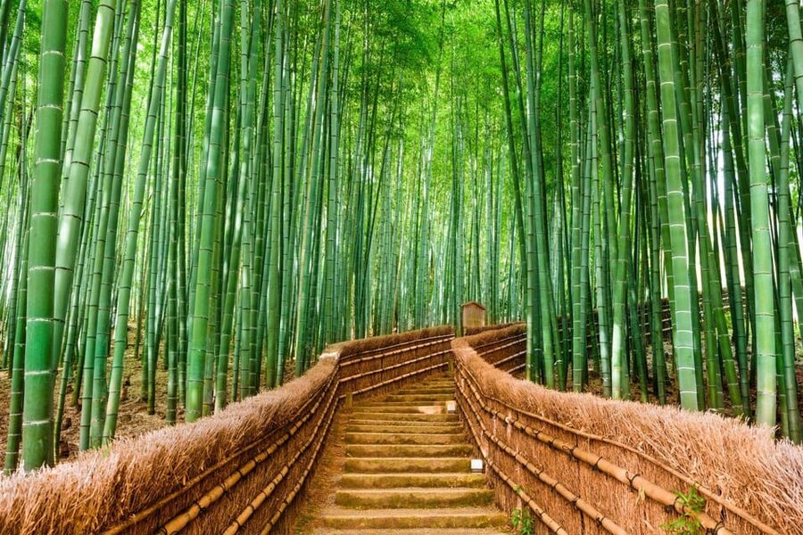 Kyoto/Osaka: Kyoto and Nara Customized Private Guided Tour - Gion, Nishiki Market, and Kiyomizu-dera