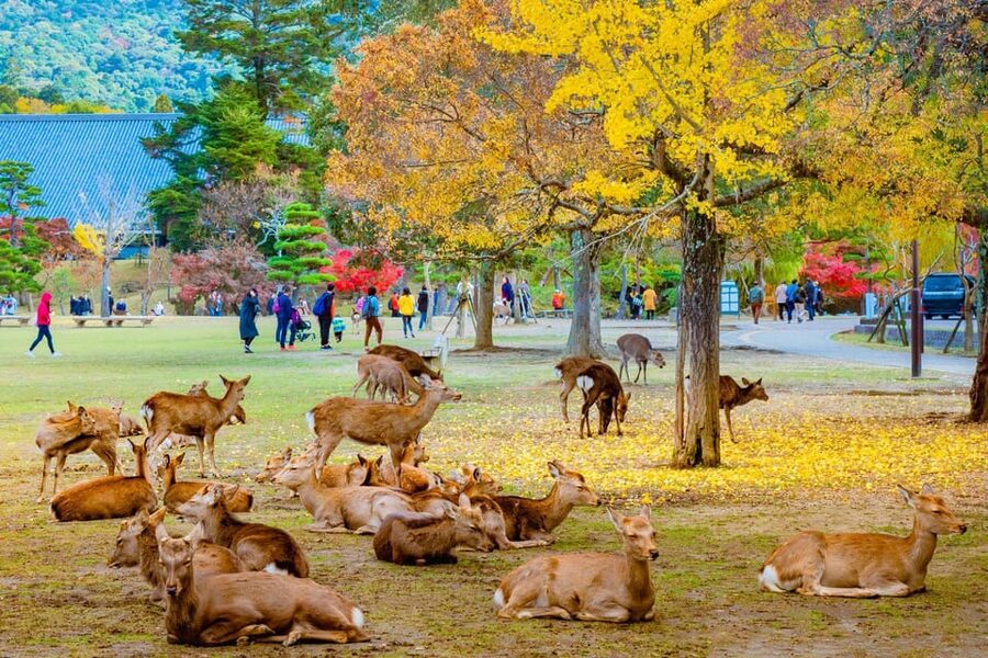 Kyoto/Osaka: Kyoto and Nara Customized Private Guided Tour - Starting with Arashiyama Bamboo Forest