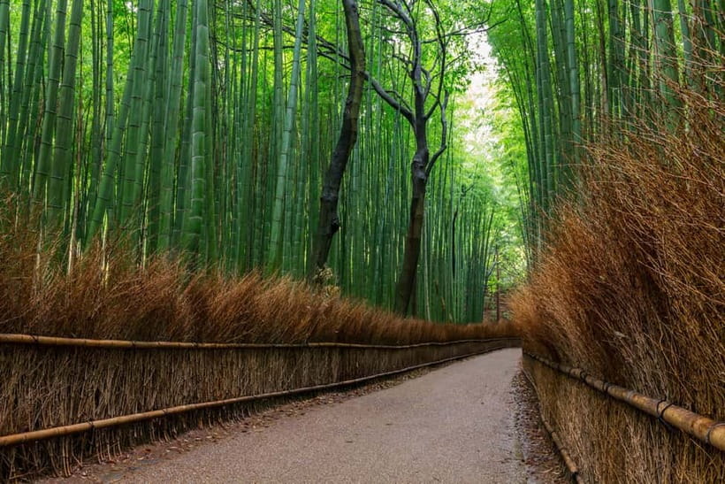 Kyoto/Osaka: Nara, Fushimi Inari Taisha, Arashiyama Bus Tour - Leaving Osaka or Kyoto early