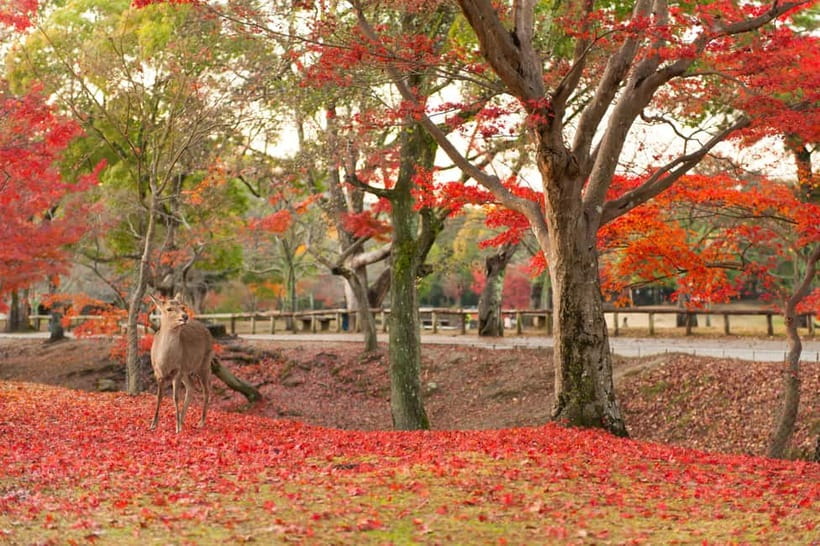 Kyoto/Osaka: Nara, Fushimi Inari Taisha, Arashiyama Bus Tour - Guide quality and the pace of the day