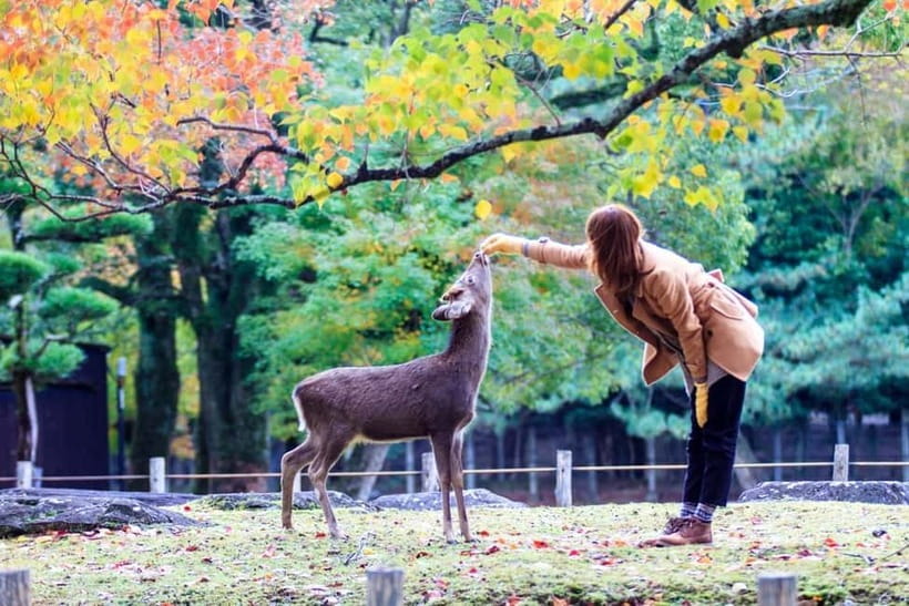 Kyoto/Osaka: Nara, Fushimi Inari Taisha, Arashiyama Bus Tour - What to bring and who should skip it