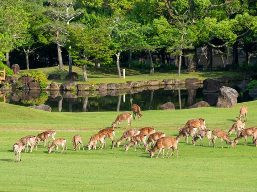 Kyoto/Osaka: Nara, Fushimi Inari Taisha, Arashiyama Bus Tour - Should you book this Kyoto and Nara tour?