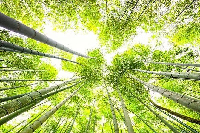 Kyoto, Osaka, Nara Private Tour by Car English Driver Guide - What the best drivers add