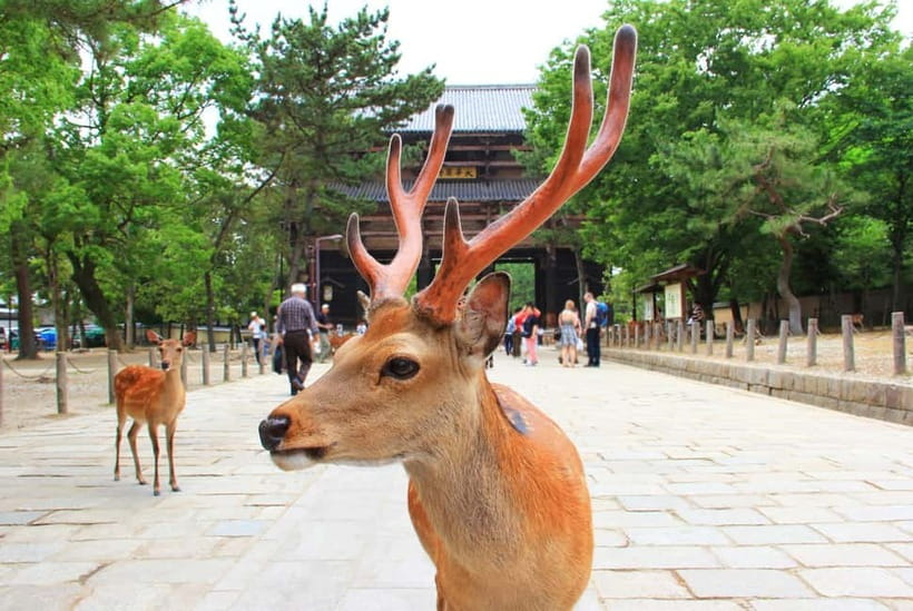 Kyoto: Private Customizable Day Tour with Guide and Vehicle - Fushimi Inari: vermilion gates and a choice about distance