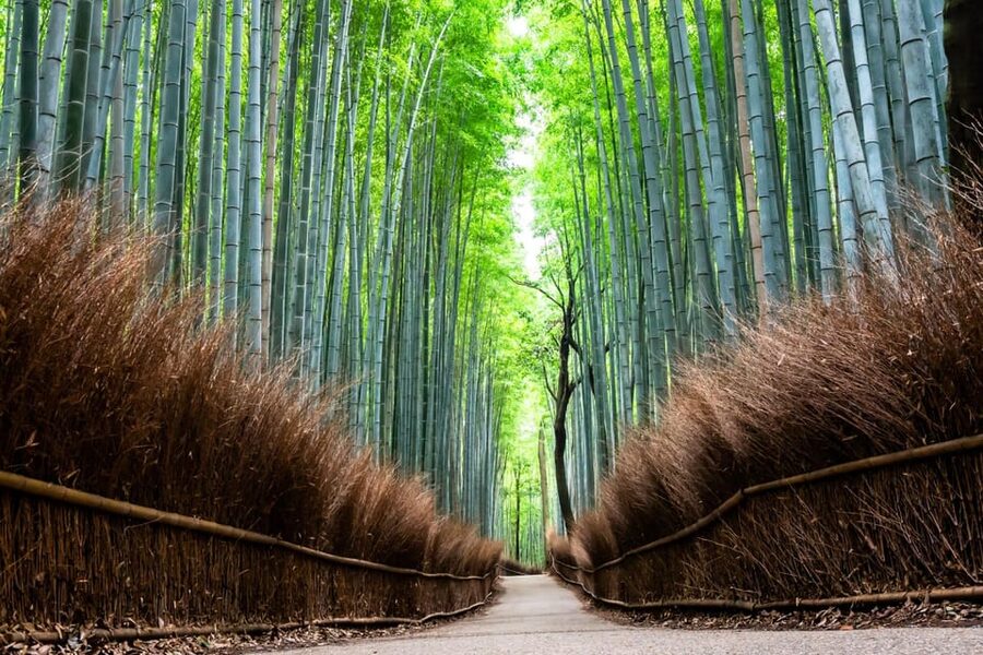 Kyoto: Private Full-Day Tour by Car - What the guide adds