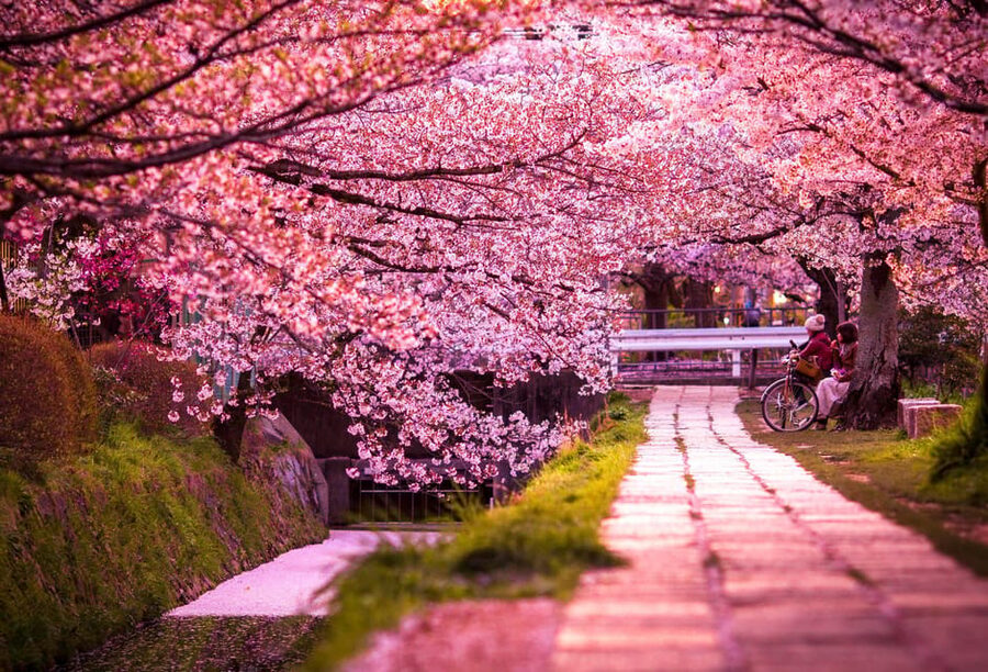 Kyoto: Private Highlights Tour with Guide and Luxury Vehicle - Walking, accessibility, and what to bring