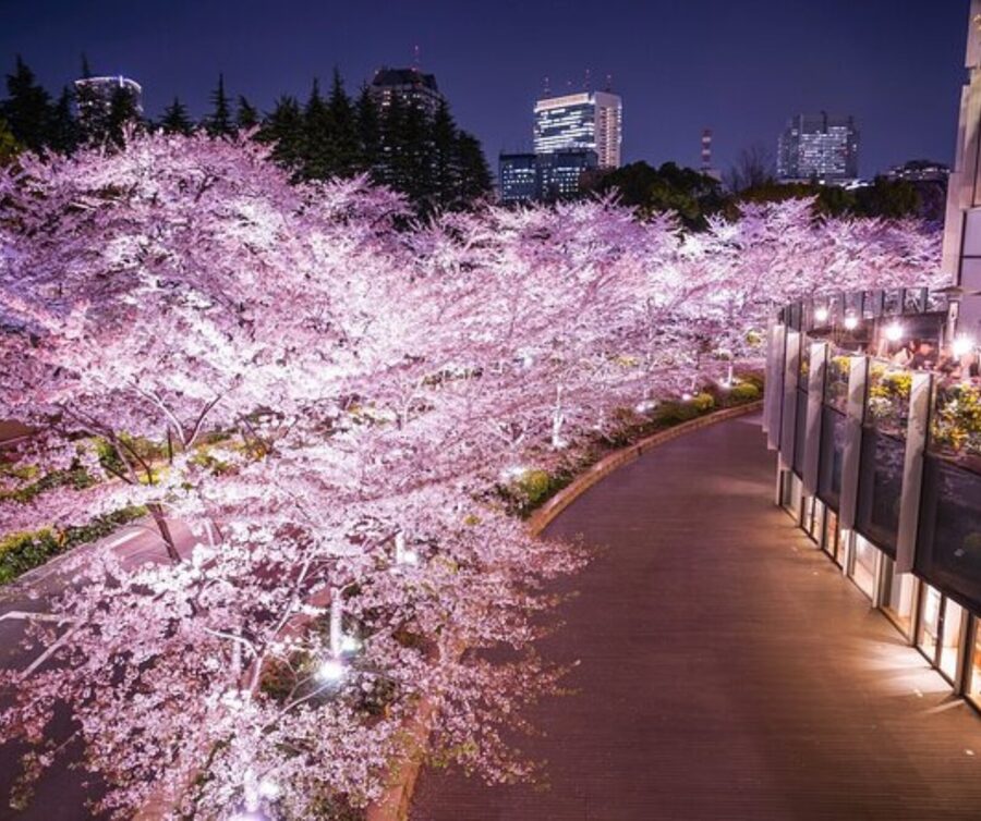Kyoto: Private Highlights Tour with Guide and Luxury Vehicle - Gion, Kiyomizu-dera, and Kyoto’s traditional streets