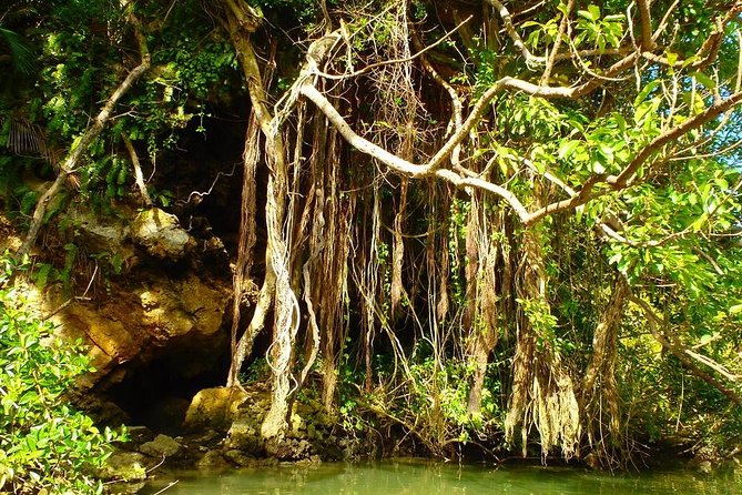 Mangrove kayaking to enjoy nature in Okinawa - One hour among mangroves, crabs, and mudskippers