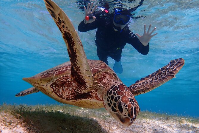 [Miyako Island/Half Day] Sea Turtle Snorkeling - What happens once you reach the water
