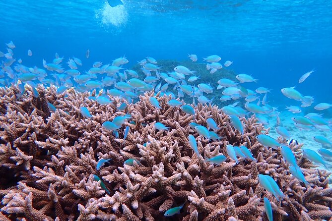 [Miyako Island/Half Day] Sea Turtle Snorkeling - Searching for turtles among coral and fish