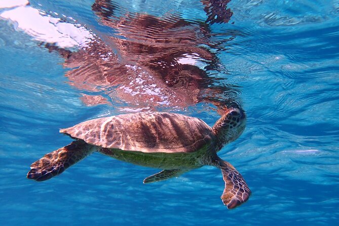 [Miyako Island/Half Day] Sea Turtle Snorkeling - Free photos are a real advantage