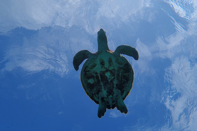 [Miyako Island/Half Day] Sea Turtle Snorkeling - Language, group size, and comfort level