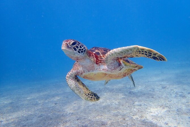 [Miyako Island/Half Day] Sea Turtle Snorkeling - Four start times, with the sea making the final call