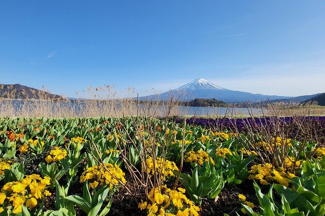 Mount Fuji Adventures Private English Tour With Hotel Pick Up - Lake Kawaguchi and Oishi Park