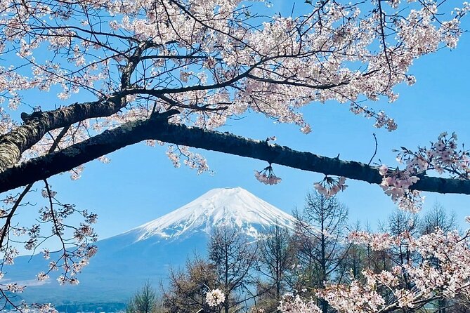 Mt. Fuji, Cherry Blossom & Shiba Sakura Pvt. Day Tour - Mount Fuji 5th Station: the highest stop on the route