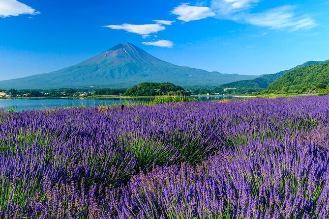 Mt. Fuji Five Lakes Area Private Tour with Licensed Guide(Kawaguchiko area Dep) - What the $155.22 price really buys