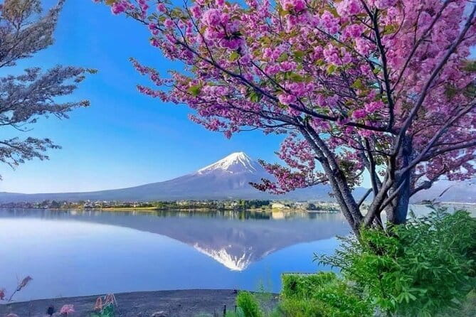 Mt fuji & Hakone customizable day tour w/ English speaking driver - Key points to know before booking