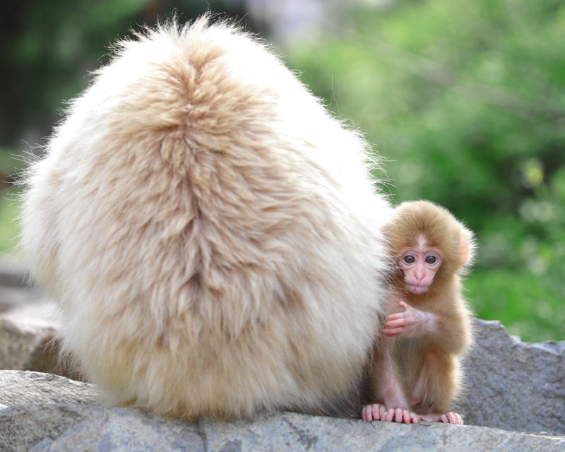Nagano: 1-Day Snow Monkey & Cherry Blossom Tour in Spring - The road to Jigokudani Monkey Park