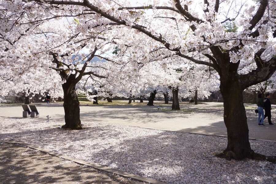 Nagano: 1-Day Snow Monkey & Cherry Blossom Tour in Spring - Watching the Japanese macaques up close