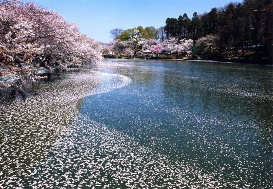 Nagano: 1-Day Snow Monkey & Cherry Blossom Tour in Spring - Who will get the most from this tour?
