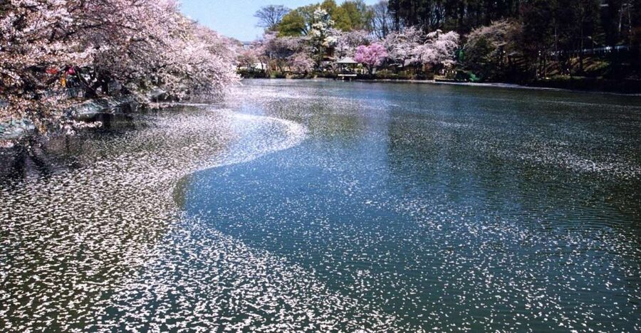 Nagano: 1-Day Snow Monkey & Cherry Blossom Tour in Spring - Meeting the guide at Nagano Station