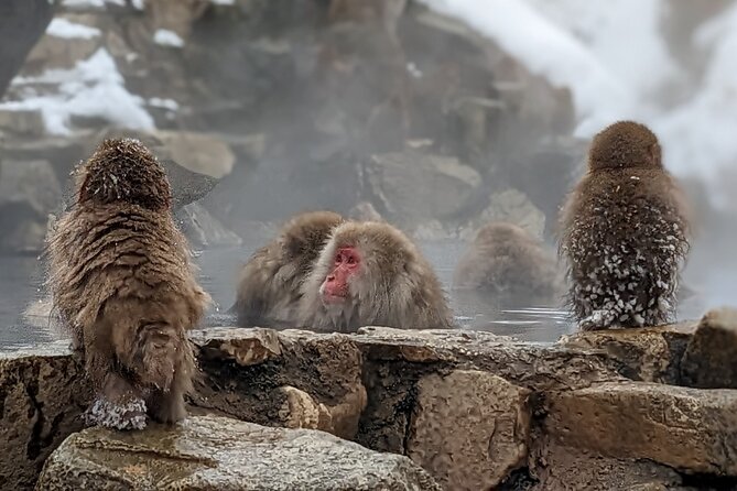 Nagano Snow Monkey 1 Day Tour with Beef Sukiyaki Lunch from Tokyo - Meeting the Bus in Shinjuku at 8:00