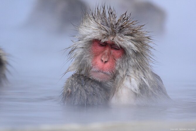 Nagano Snow Monkey 1 Day Tour with Beef Sukiyaki Lunch from Tokyo - Watching the Japanese Macaques