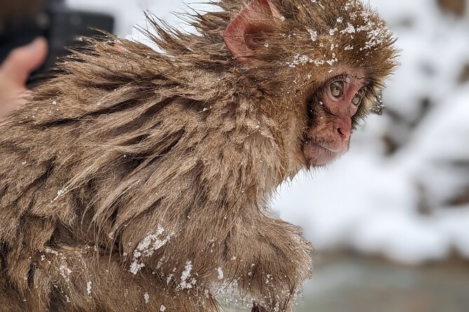 Nagano Snow Monkey 1 Day Tour with Beef Sukiyaki Lunch from Tokyo - Kamakura no Sato and the Winter Snow Huts