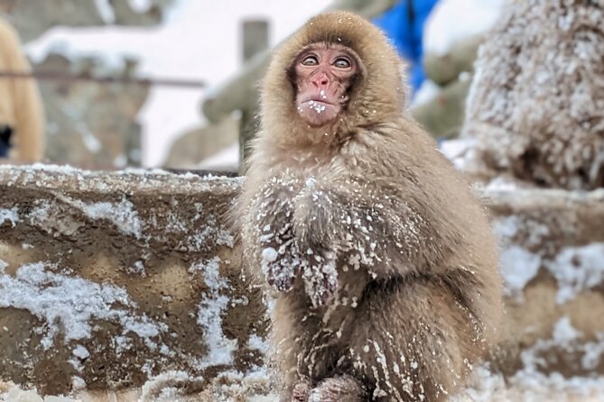 Nagano Snow Monkey 1 Day Tour with Beef Sukiyaki Lunch from Tokyo - How Much Value You Get for $151.96