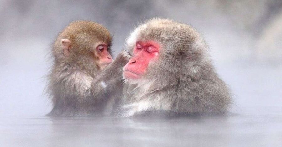 Nagano: Snow Monkeys, Zenkoji Temple & Sake Day Trip - Walking toward Zenkoji Temple