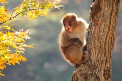 Snow Monkeys, Zenkoji Temple & Sake Day Trip