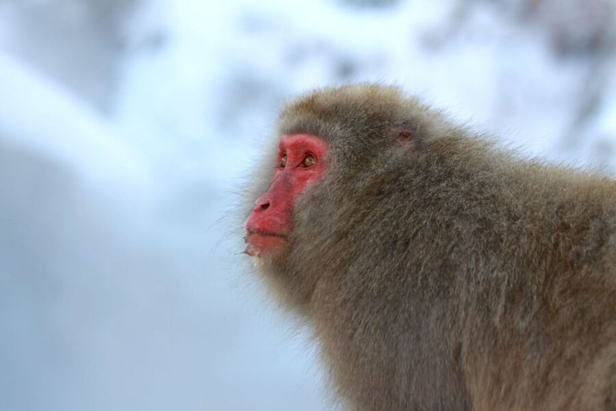 Nagano: Snow Monkeys, Zenkoji Temple & Sake Day Trip - A short sake tasting with local flavor