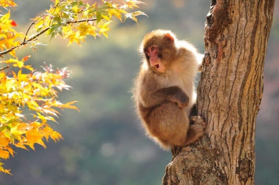 Nagano: Snow Monkeys, Zenkoji Temple & Sake Day Trip - Meeting in Nagano or starting from Hakuba