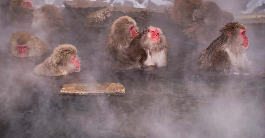 Nagano/Tokyo: Snow Monkey and Zenkoji Temple Private Tour - Key points at a glance