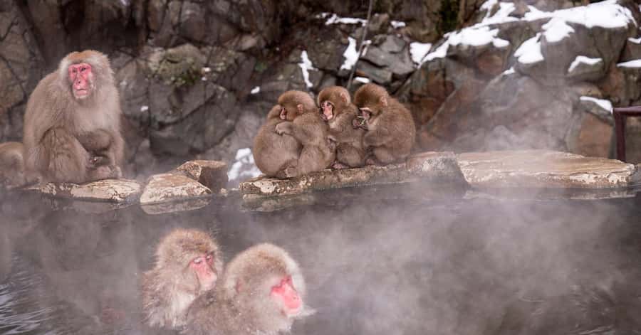 Nagano/Tokyo: Snow Monkey and Zenkoji Temple Private Tour - Why this Nagano day trip works from Tokyo