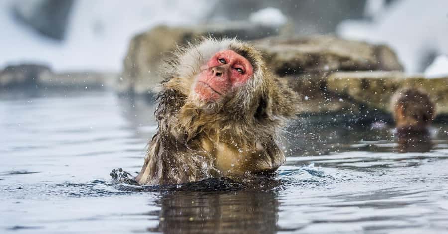 Nagano/Tokyo: Snow Monkey and Zenkoji Temple Private Tour - Zenkoji Temple and the spiritual side of Nagano