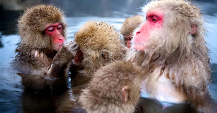 Nagano/Tokyo: Snow Monkey and Zenkoji Temple Private Tour - Obuse and the Hokusai connection